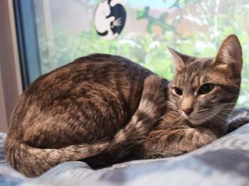 A922687 -  Domestic Short Hair Cat for Adoption in Sacramento, California - A922687 | PetCurious
