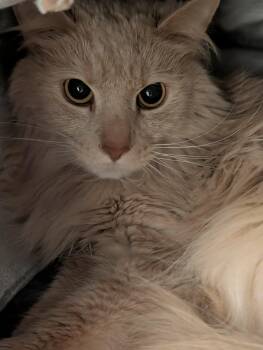 Domestic Medium Hair Cats Available for Adoption in Chambersburg, Pennsylvania - Lincoln | PetCurious