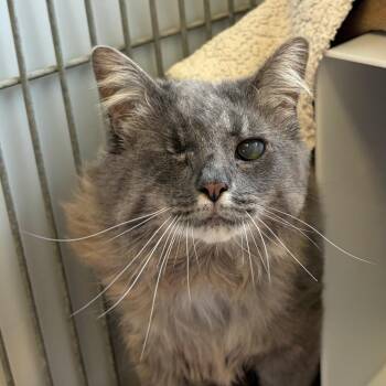 Domestic Long Hair Cats Available for Adoption - Morticia | PetCurious