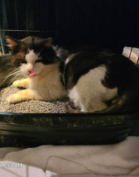 Rescue Domestic Long Hair Cats for Adoption in Waynetown, Indiana - Harold | PetCurious