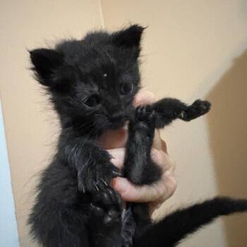 Zula -  Domestic Short Hair Cat Available for Adoption in Mt. Juliet, Tennessee - Zula | PetCurious