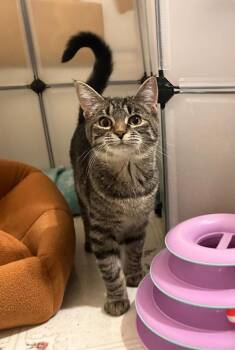 Mayhem (coming soon!) -  Domestic Short Hair Cat Available for Adoption in Kalamazoo, Michigan - Mayhem (coming Soon!) | PetCurious