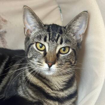 Rescue Domestic Short Hair Cats for Adoption in Redwood City, California - Mary Kate | PetCurious
