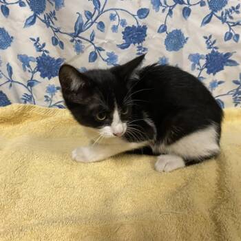 A612426 -  Domestic Short Hair Cat for Adoption in Modesto, California - A612426 | PetCurious