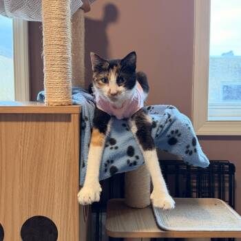 Jennessy -  Domestic Short Hair Cat for Adoption in Philadelphia, Pennsylvania - Jennessy | PetCurious