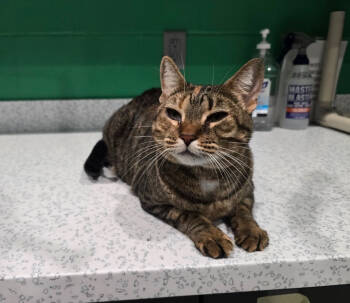 Rescue Domestic Short Hair Cats for Adoption in Wellington, Kansas - Lilly | PetCurious