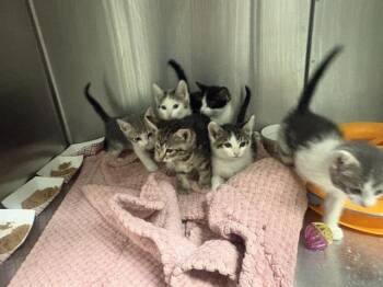DOPEY -  Domestic Short Hair Cat for Adoption in Tustin, California - DOPEY | PetCurious