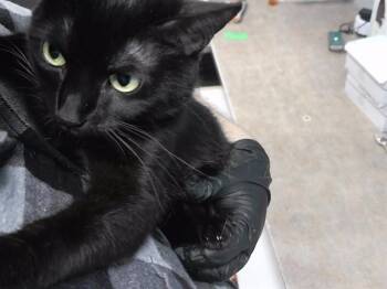 CHERRY -  Domestic Short Hair Cat for Adoption in Omaha, Nebraska - CHERRY | PetCurious