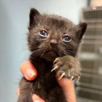 Zoe -  Domestic Short Hair Cat for Adoption in Chattanooga, Tennessee - Zoe | PetCurious