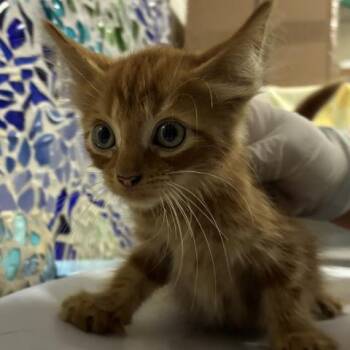 CHEEZ-IT -  Domestic Short Hair Cat for Adoption in Pensacola, Florida - CHEEZ-IT | PetCurious