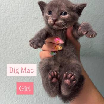 Big Mac 54180 -  Domestic Short Hair Cat for Adoption in Las Vegas, Nevada - Big Mac 54180 | PetCurious