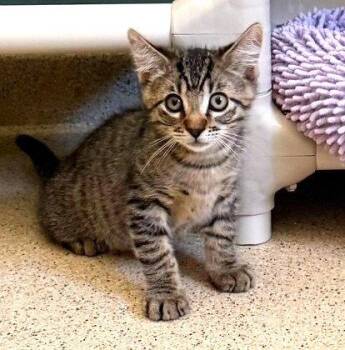 Kitten Dopey -  Domestic Short Hair Cat for Adoption in Seal Beach, California - Kitten Dopey | PetCurious
