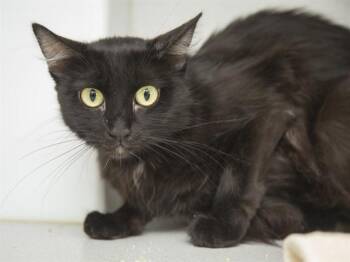 MEGAN -  Domestic Short Hair Cat Available for Adoption in Phoenix, Arizona - MEGAN | PetCurious