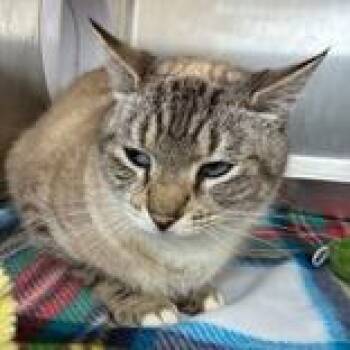 Domestic Short Hair Cats Available for Adoption in Lansing, Michigan - Tallahassee | PetCurious