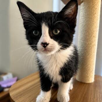 Blossom (yellow) -  Domestic Medium Hair Cat for Adoption in Tustin, California - Blossom (yellow) | PetCurious