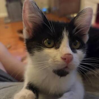 Bentley -  Domestic Short Hair Cat for Adoption in Albuquerque, New Mexico - Bentley | PetCurious