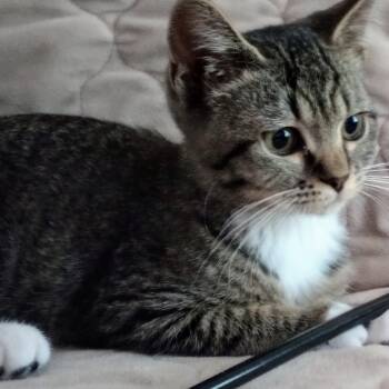 Rescue Domestic Short Hair Cats for Adoption in Huddleston, Virginia - Biscuit (PW) | PetCurious