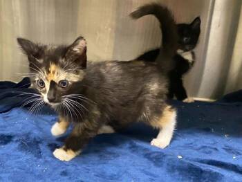 LITTLE AMY -  Domestic Short Hair Cat for Adoption in Tustin, California - LITTLE AMY | PetCurious