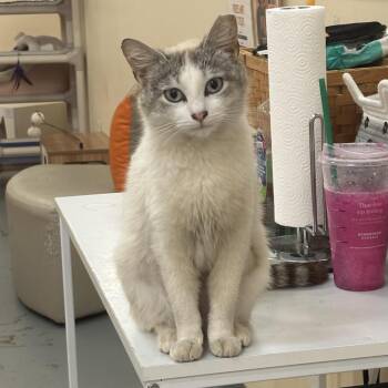 Siamese Cats Available for Adoption in Carmel, Indiana - Minx -snowshoe @PAWZ Pet Cafe | PetCurious
