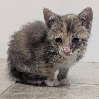 Peanut Hoglund -  Domestic Short Hair Cat for Adoption in Eagle Mountain, Utah - Peanut Hoglund | PetCurious
