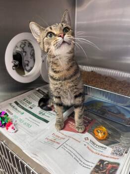 Ms. Perkins -  Domestic Short Hair Cat for Adoption in Detroit, Michigan - Ms. Perkins | PetCurious