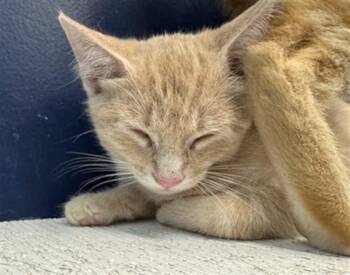 STAPLER -  Domestic Short Hair Cat for Adoption in Peoria, Illinois - STAPLER | PetCurious