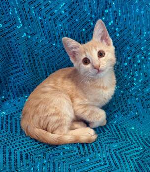 Chai -  Domestic Short Hair and Tiger Cat for Adoption in Lake Monroe, Florida - Chai | PetCurious