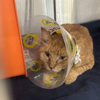 Domestic Short Hair Cats Available for Adoption in Houston, Texas - Yuri | PetCurious