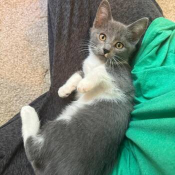 Passion Fruit -  Domestic Short Hair Cat for Adoption in Middlebury, Vermont - Passion Fruit | PetCurious