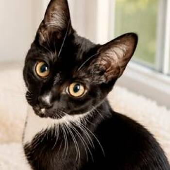 TJ -  Domestic Short Hair Cat for Adoption in Estacada, Oregon - TJ | PetCurious