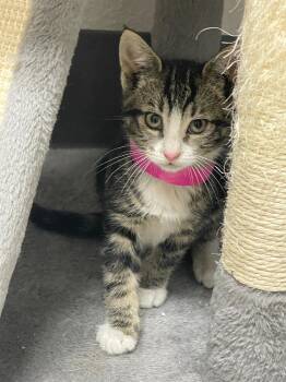 Tabby Cats Available for Adoption in Pasco, Washington - Garth | PetCurious