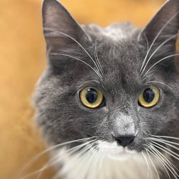 Domestic Short Hair Cats Available for Adoption in Philadelphia, Pennsylvania - Capito | PetCurious