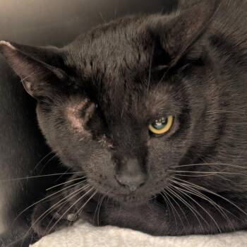Issy, the Pirate -  Domestic Short Hair Cat for Adoption in Vallejo, California - Issy, The Pirate | PetCurious