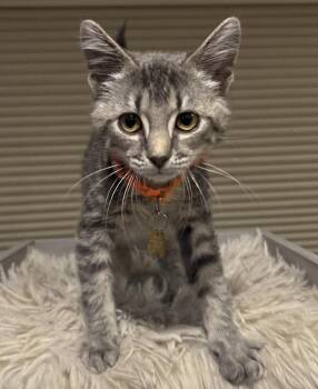 Cole -  Domestic Short Hair Cat for Adoption in Minneapolis, Minnesota - Cole | PetCurious
