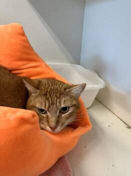 Domestic Short Hair Cats Available for Adoption - Nokk | PetCurious