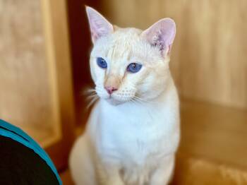 LUKE -  Siamese Cat for Adoption in Valparaiso, Indiana - LUKE | PetCurious
