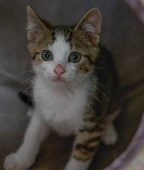 Troy -  Domestic Short Hair Cat for Adoption in Verona, Wisconsin - Troy | PetCurious