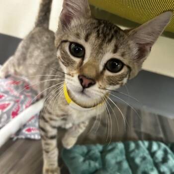 Theo -  Domestic Short Hair Cat for Adoption in Las Vegas, Nevada - Theo | PetCurious