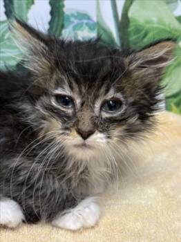NALA -  Domestic Long Hair Cat Available for Adoption in Tracy, California - NALA | PetCurious