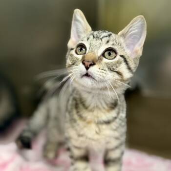 Rainbow -  Domestic Short Hair Cat for Adoption in Jackson Township, New Jersey - Rainbow | PetCurious