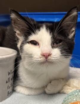 Twig -  Domestic Short Hair Cat for Adoption in Saint Clairsville, Ohio - Twig | PetCurious