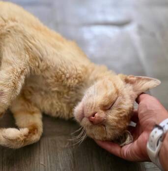 Bonkers -  Domestic Short Hair Cat for Adoption in Seal Beach, California - Bonkers | PetCurious