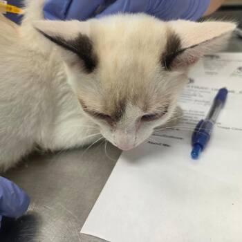 Lexaeus -  Domestic Short Hair Cat for Adoption in Chattanooga, Tennessee - Lexaeus | PetCurious