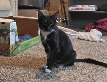 Domestic Short Hair Cats Available for Adoption in Colorado Springs, Colorado - MAMA CAT | PetCurious