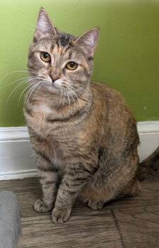 Domestic Short Hair Cats Available for Adoption - Mickey ( Sweet & Playful) | PetCurious