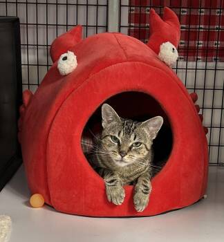 Rescue Domestic Short Hair Cats for Adoption in Fullerton, Pennsylvania - Angel | PetCurious