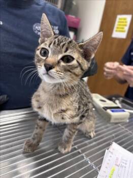 FRED -  Domestic Short Hair Cat for Adoption in Norco, California - FRED | PetCurious
