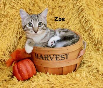 Zoe -  American Bobtail Cat for Adoption in St. Augustine, Florida - Zoe | PetCurious