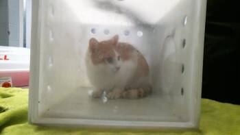 KONDE HART -  Domestic Short Hair Cat for Adoption in Houston, Texas - KONDE HART | PetCurious