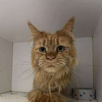 Biscuit -  Maine Coon Cat for Adoption in Walden, New York - Biscuit | PetCurious